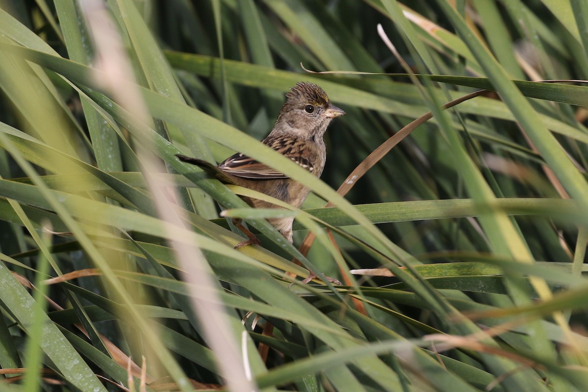 Golden-crowned Sparrow - ML121939951