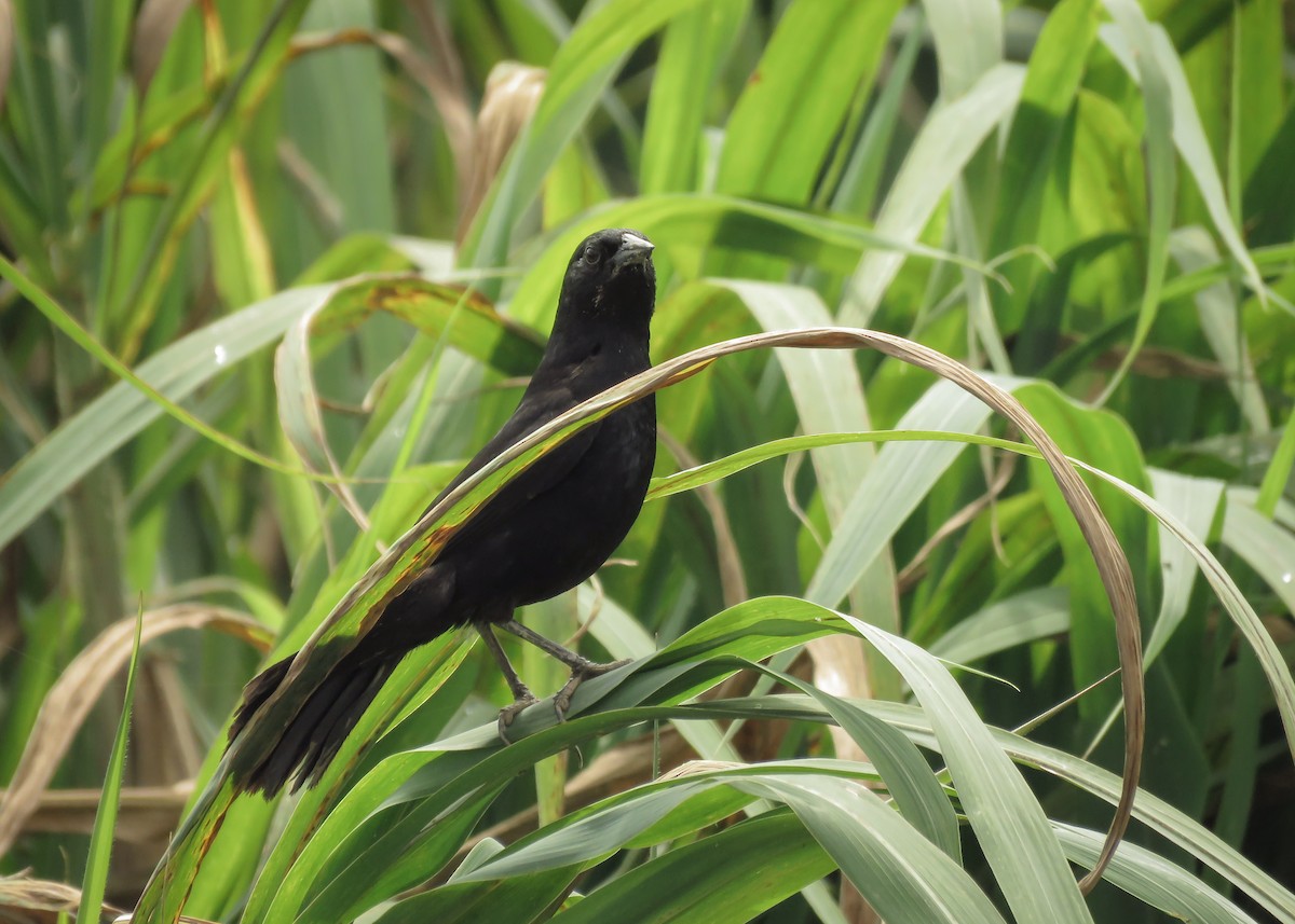 Unicolored Blackbird - ML121941891