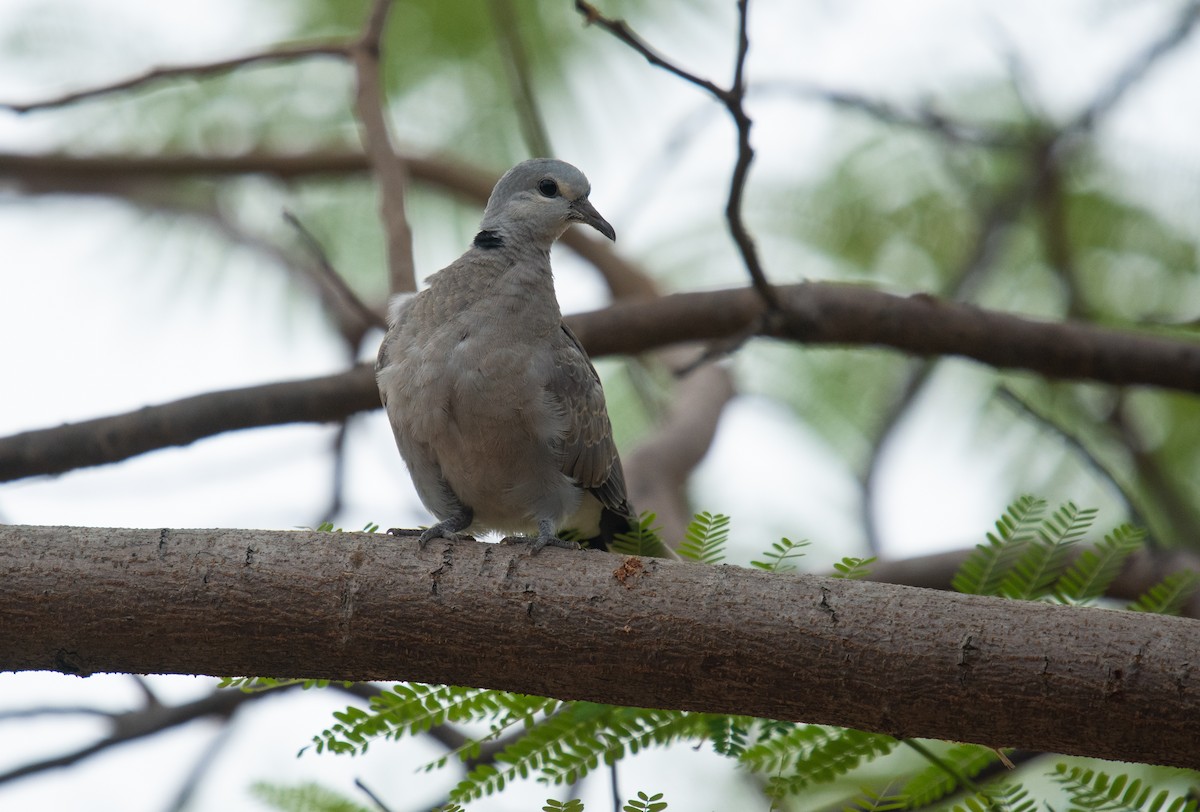 Red Collared-Dove - ML121942241