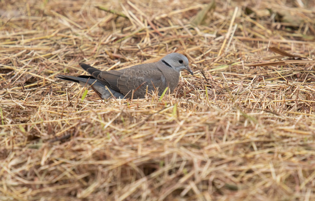 Red Collared-Dove - ML121942261