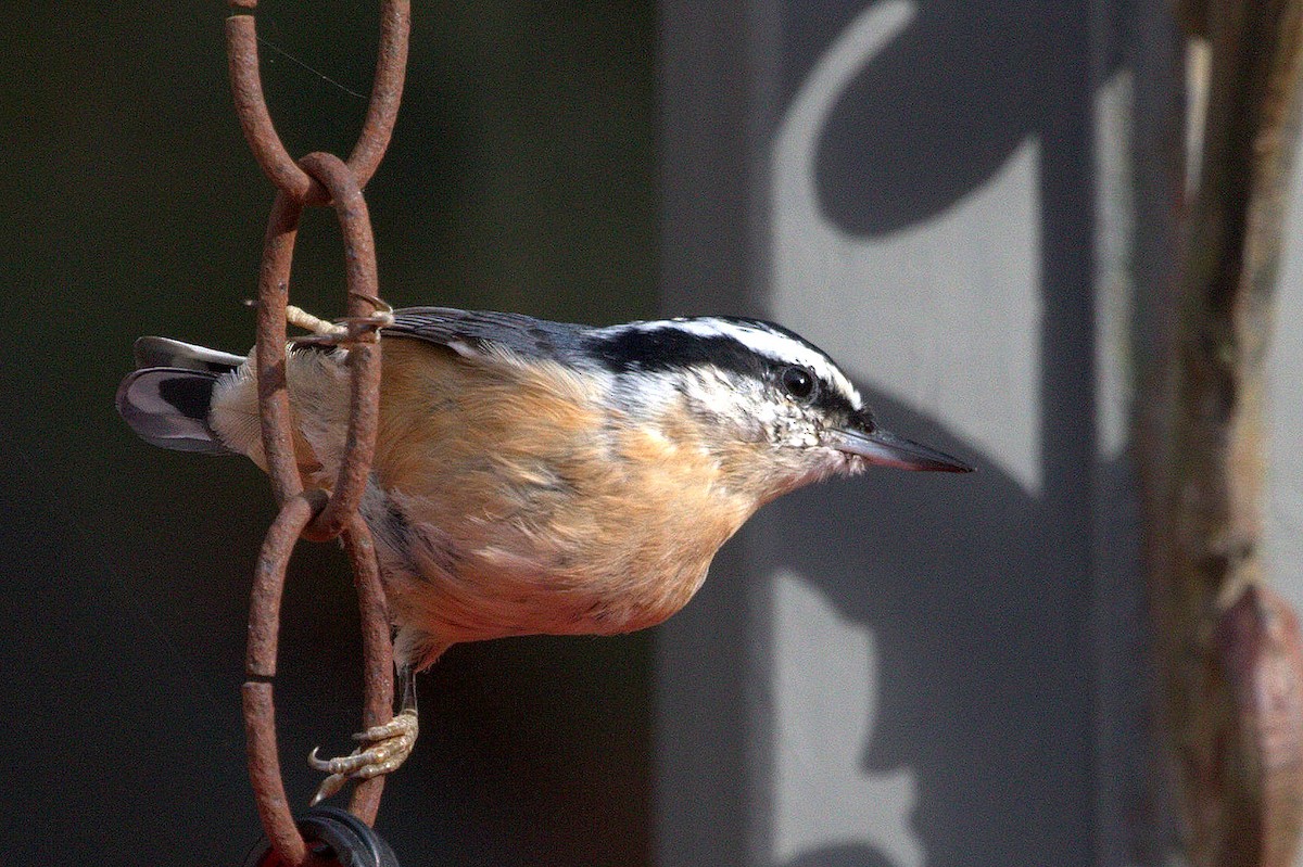 Red-breasted Nuthatch - ML121942491