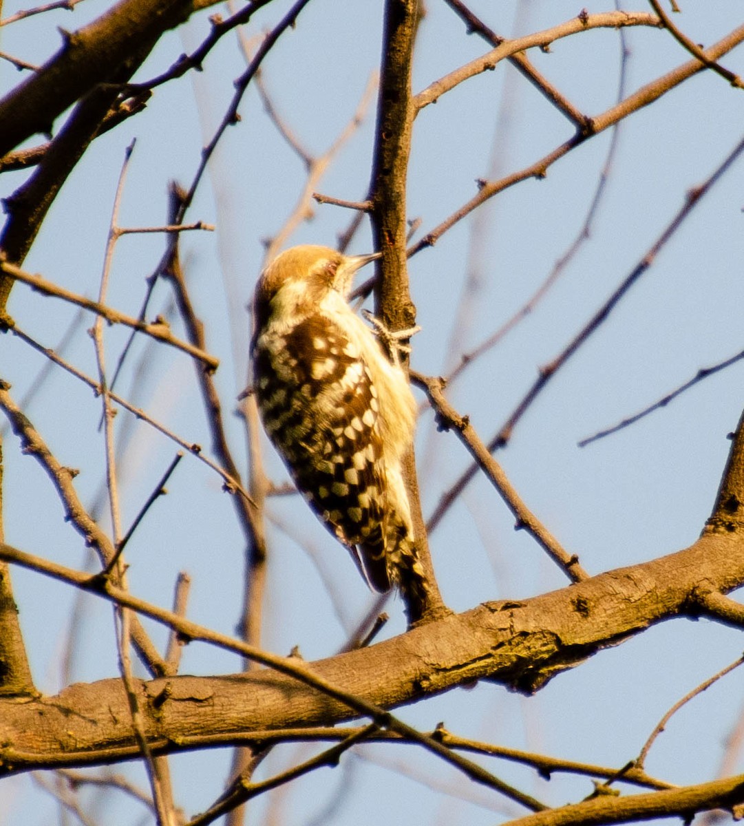 Brown-capped Pygmy Woodpecker - HARSHJEET BAL