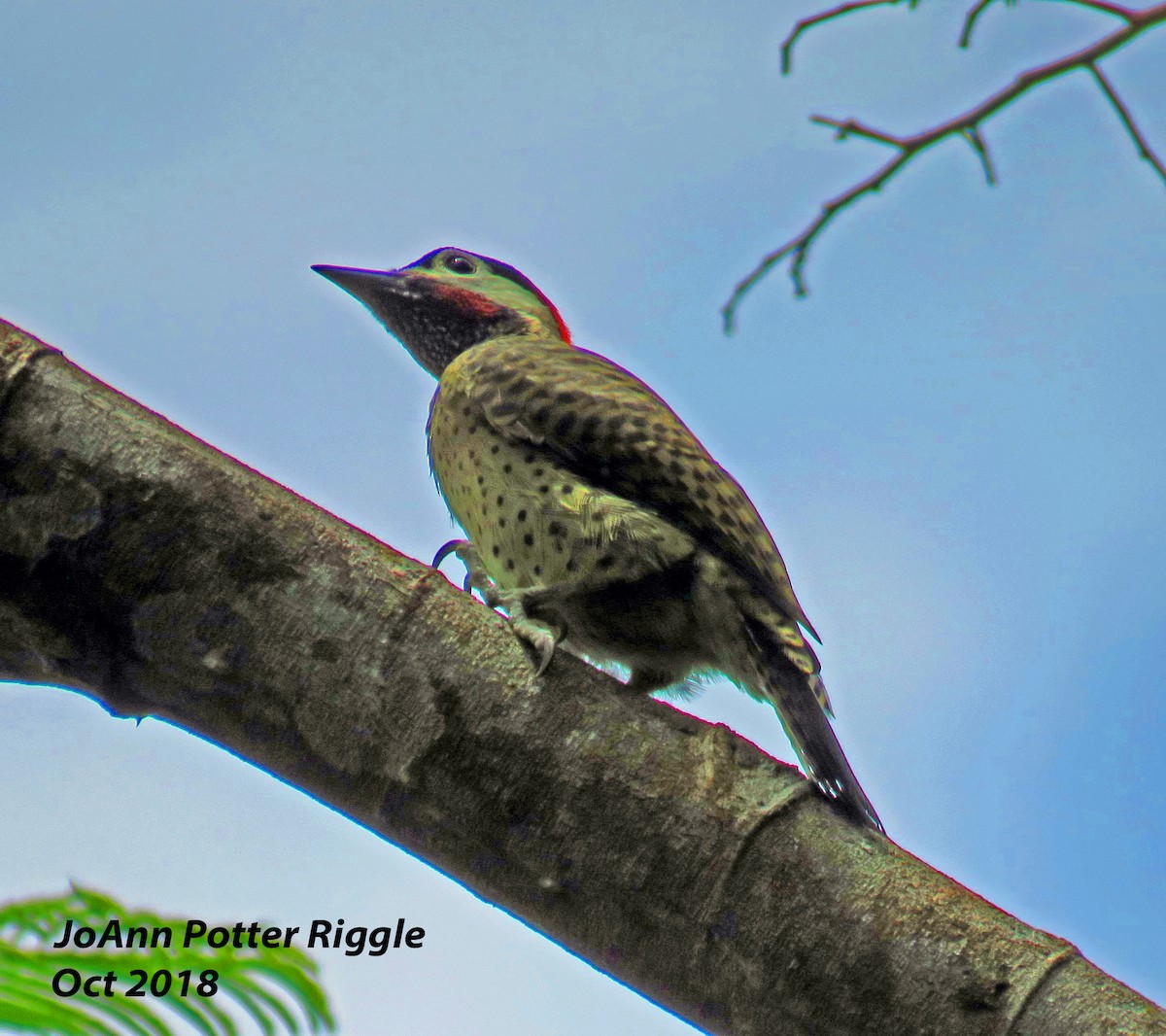 Spot-breasted Woodpecker - JoAnn Potter Riggle 🦤