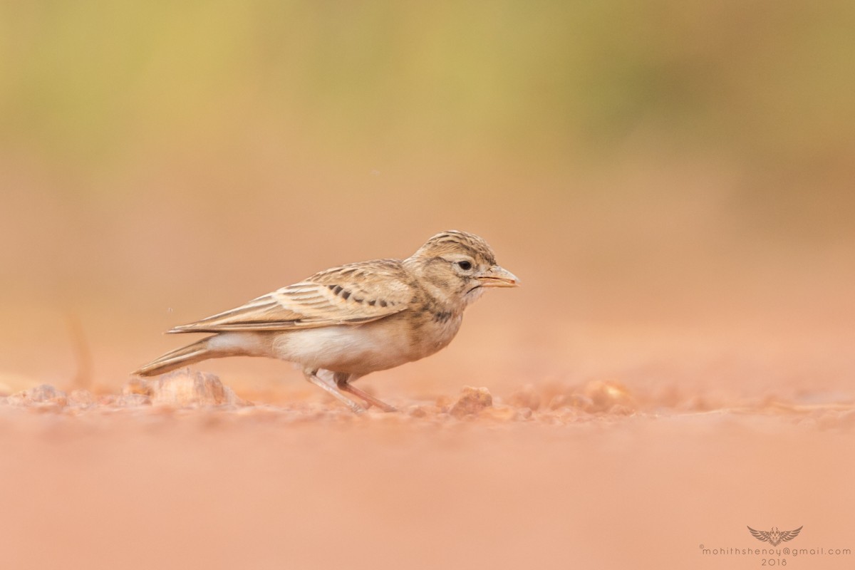 Mongolian Short-toed Lark - ML121948521