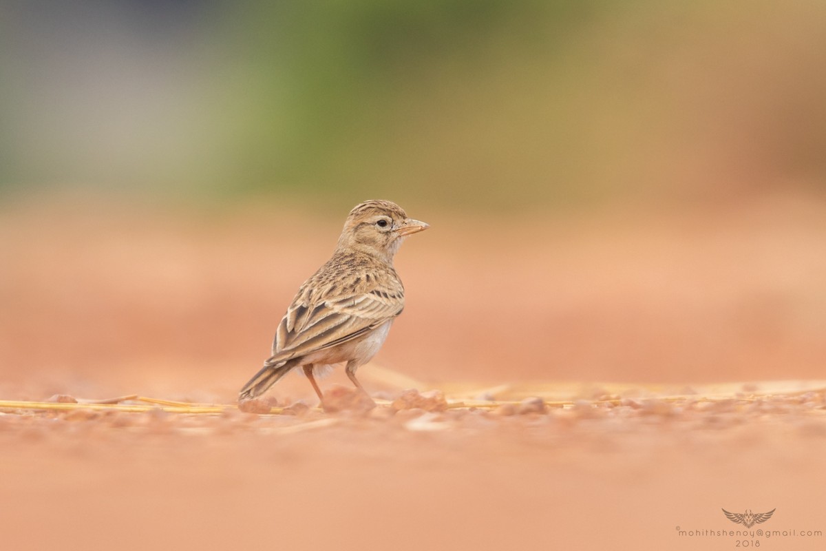 Mongolian Short-toed Lark - Mohith Shenoy