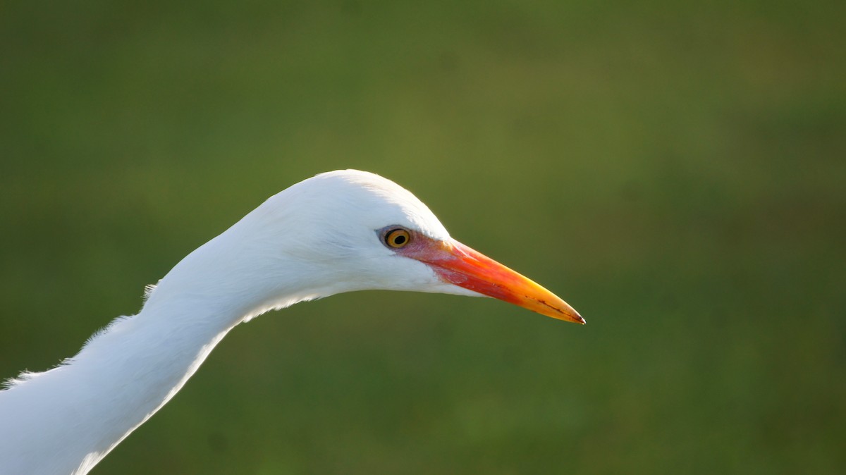 Western Cattle Egret - Maxwell Ramey