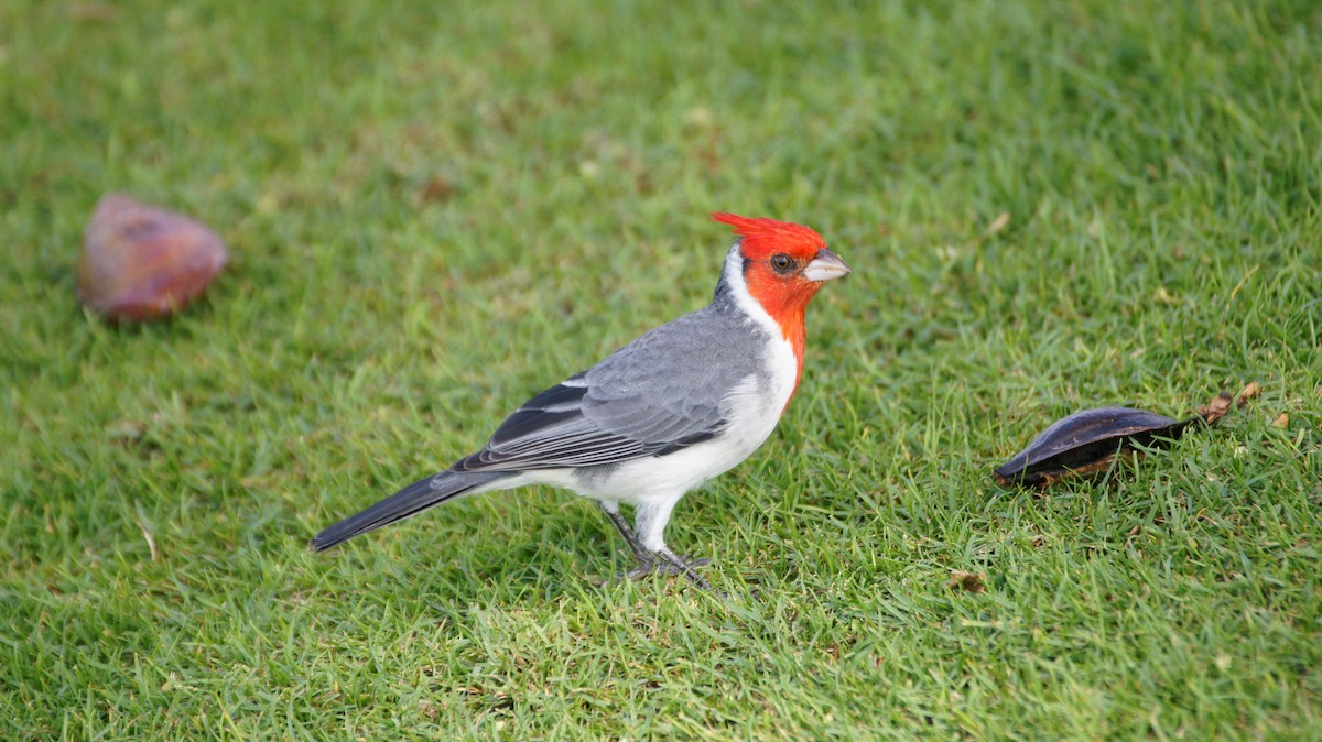 Red-crested Cardinal - ML121951551
