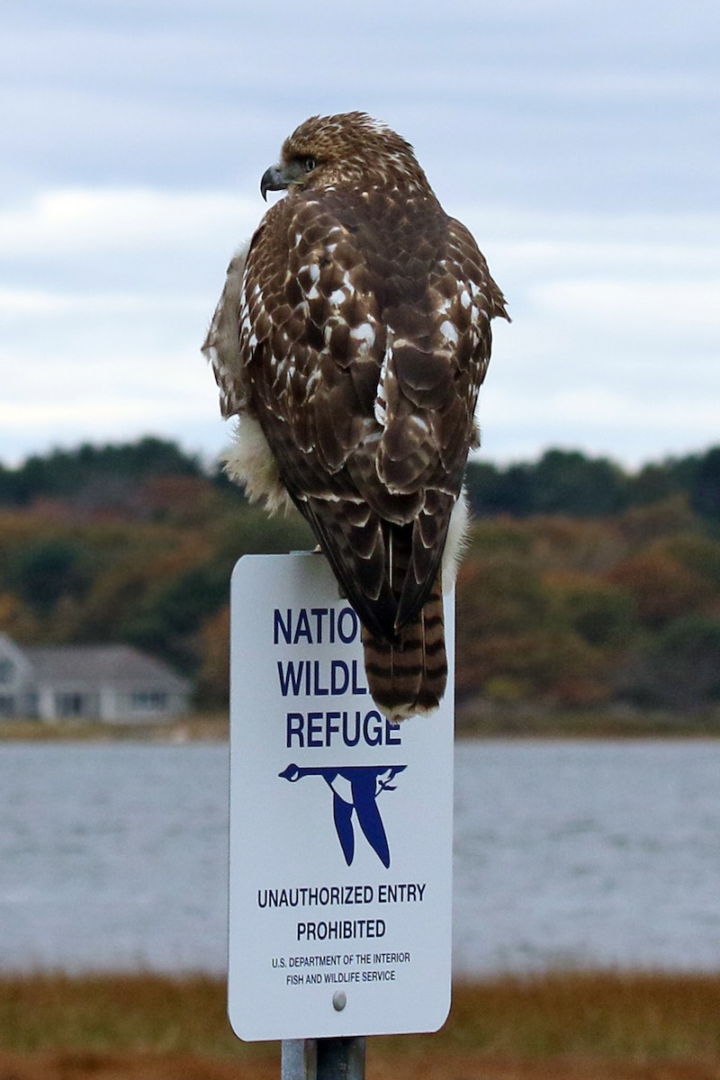 Red-tailed Hawk - ML121951911