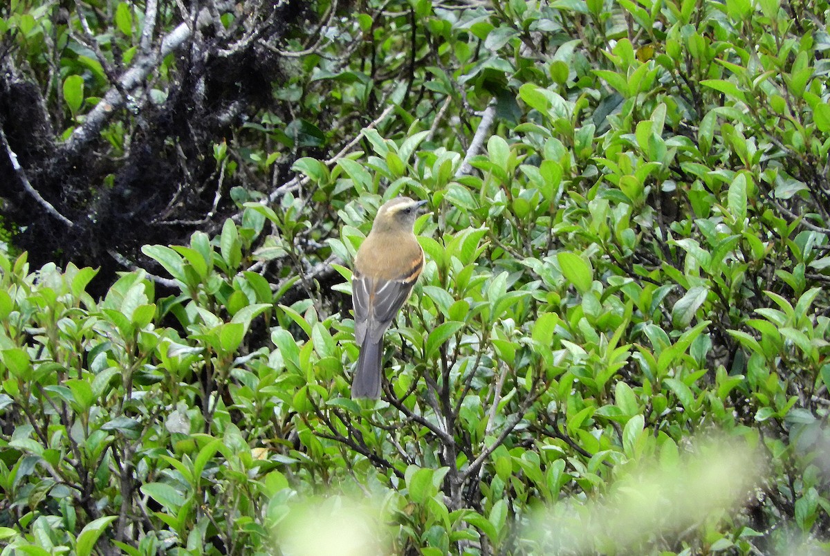 Brown-backed Chat-Tyrant - ML121953261