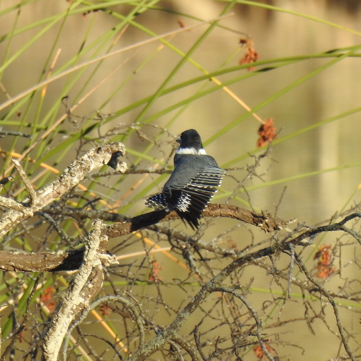 Belted Kingfisher - ML121955231