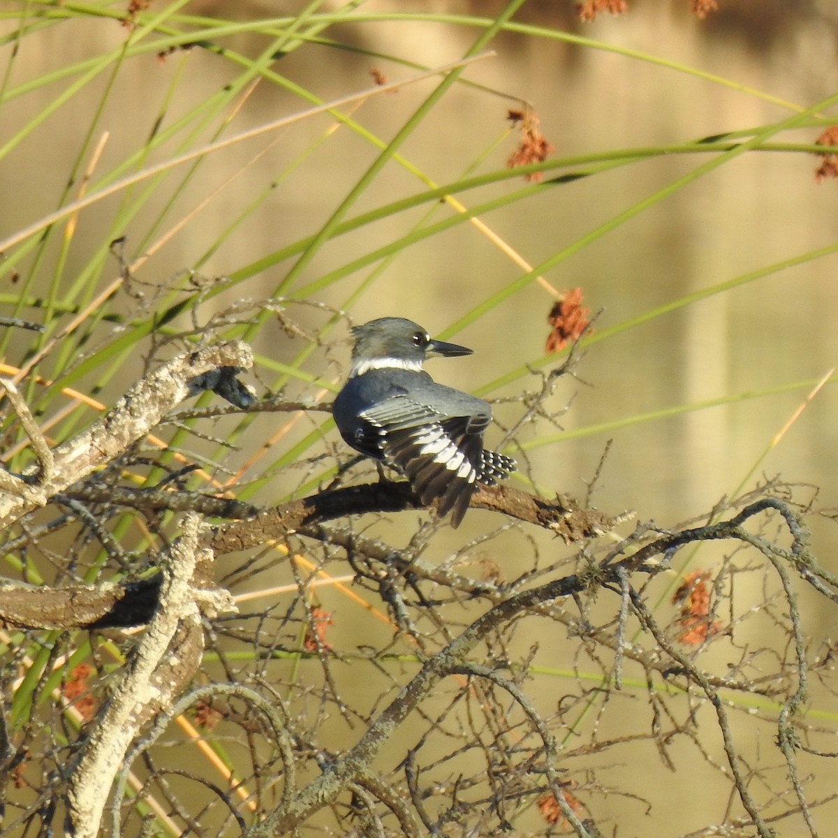 Belted Kingfisher - ML121955261