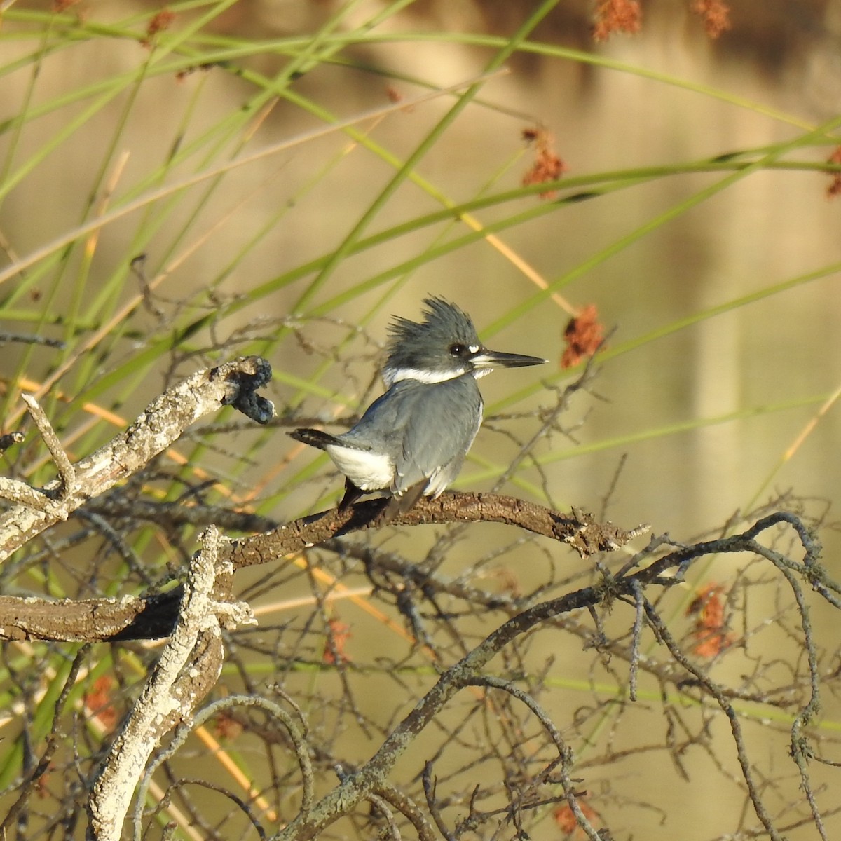 Belted Kingfisher - ML121955321