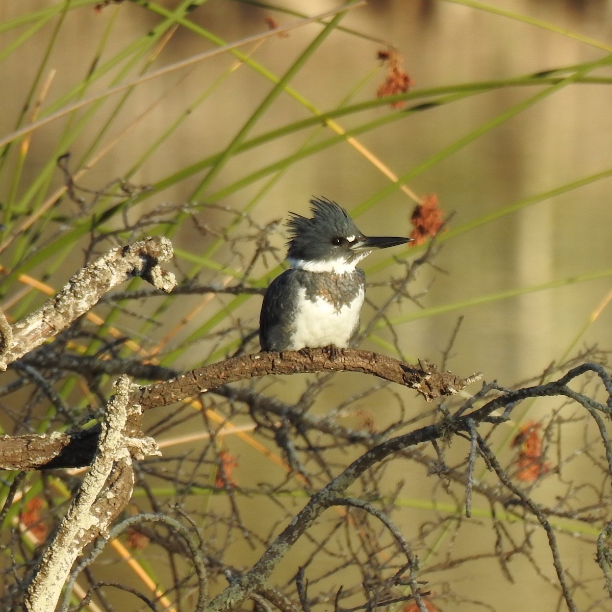 Belted Kingfisher - ML121955391