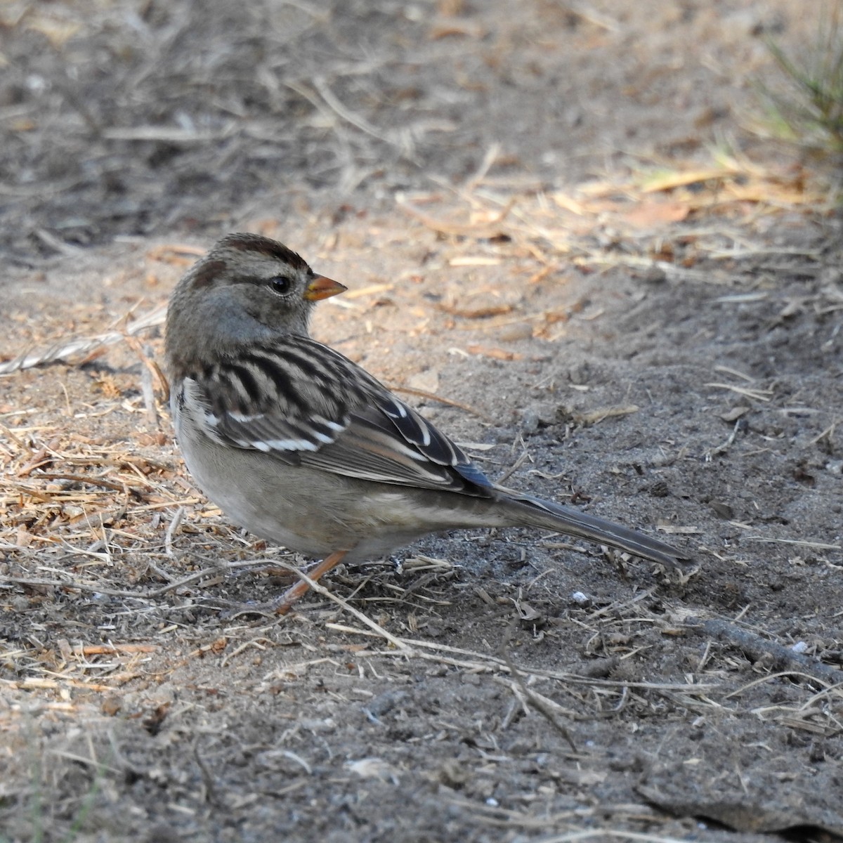 White-crowned Sparrow - ML121955501