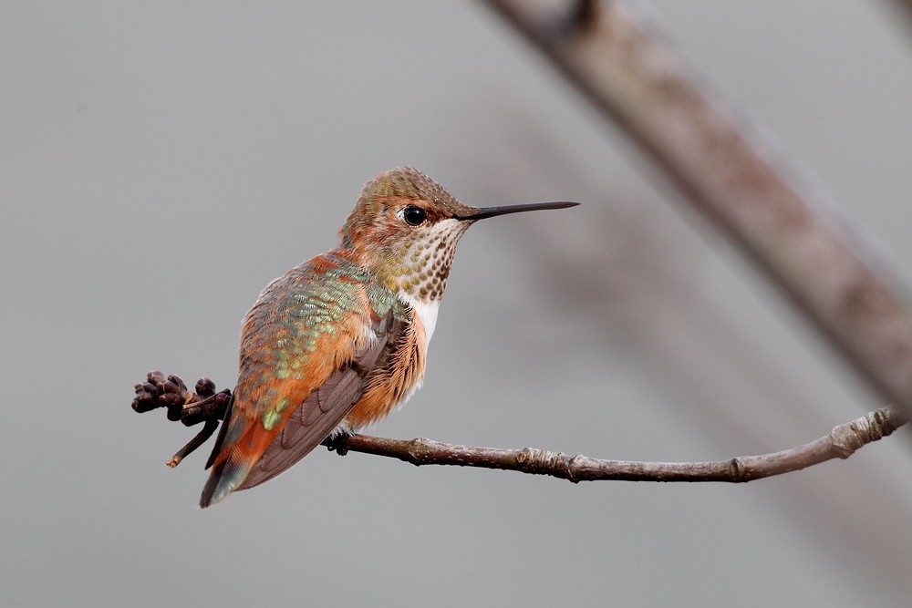 Rufous Hummingbird ML121956101