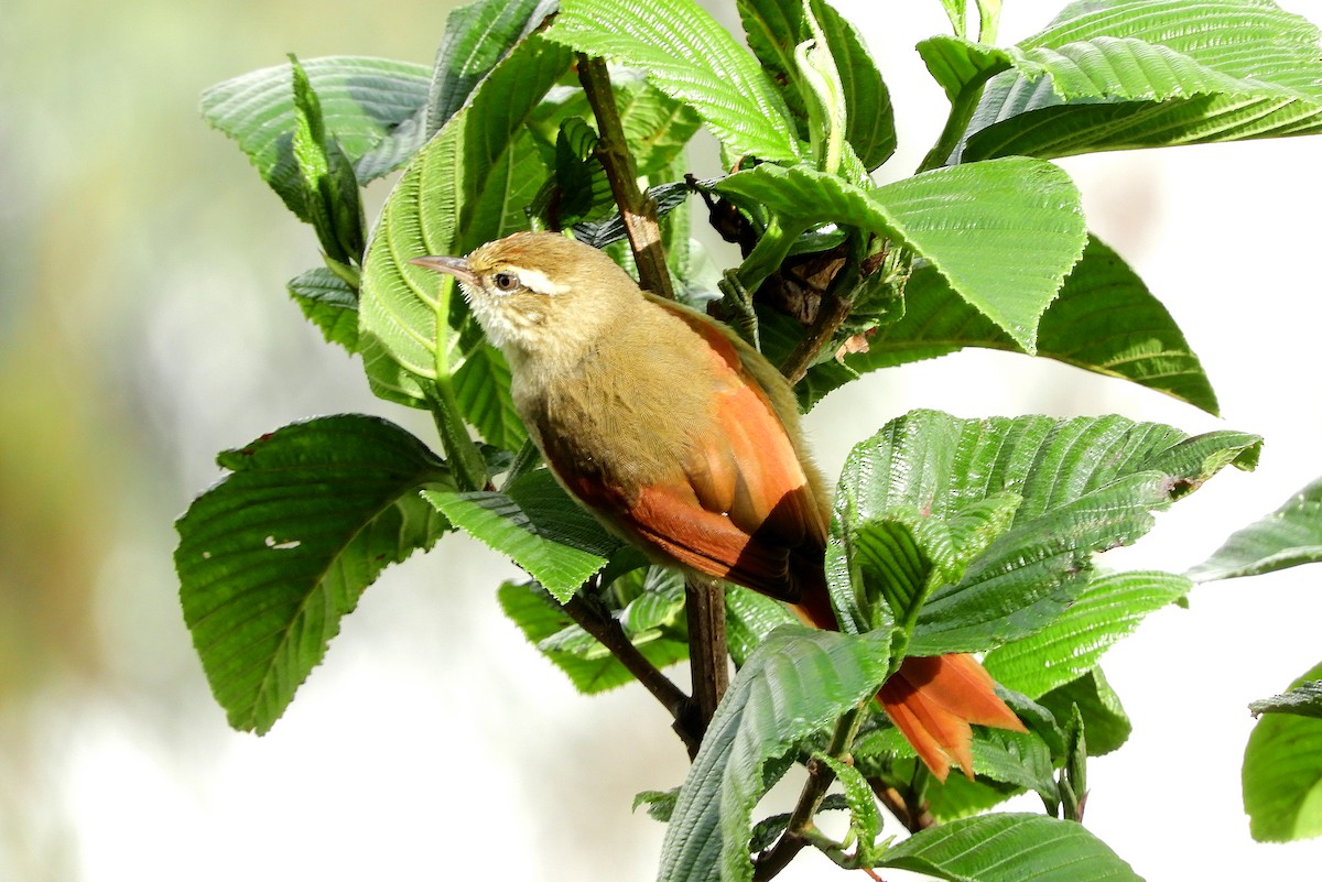 Line-cheeked Spinetail - ML121957131