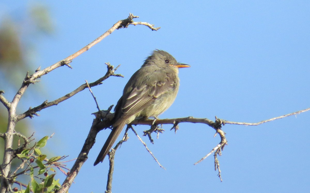 Greater Pewee - ML121957431