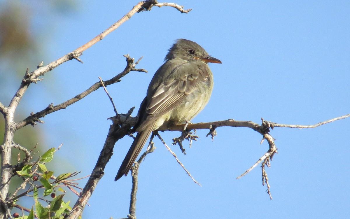 Greater Pewee - Kitty Fournier