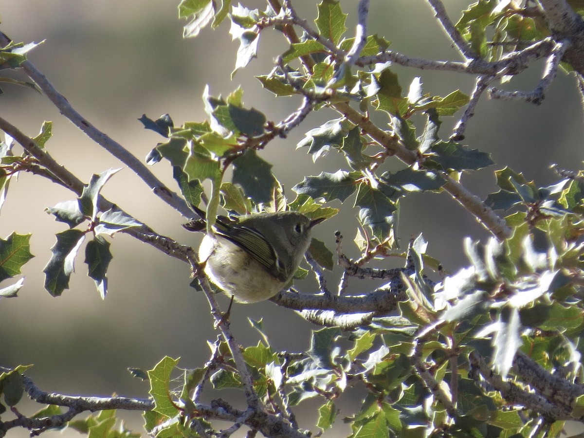 Ruby-crowned Kinglet - Sara Griffith