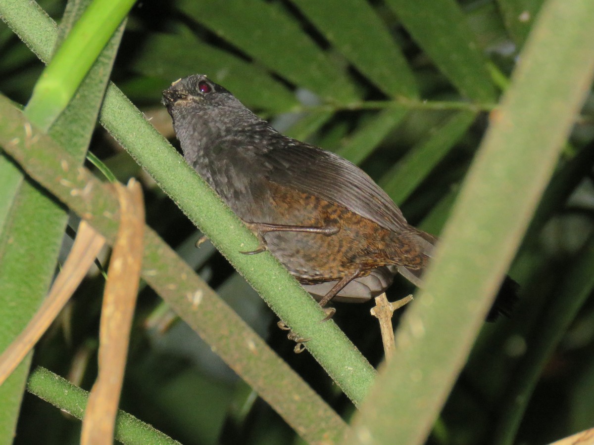 Long-tailed Tapaculo - Colin Dillingham