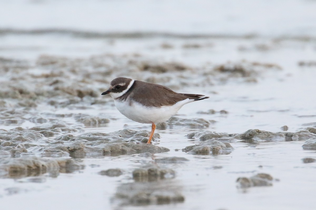 Common Ringed Plover - ML121964301
