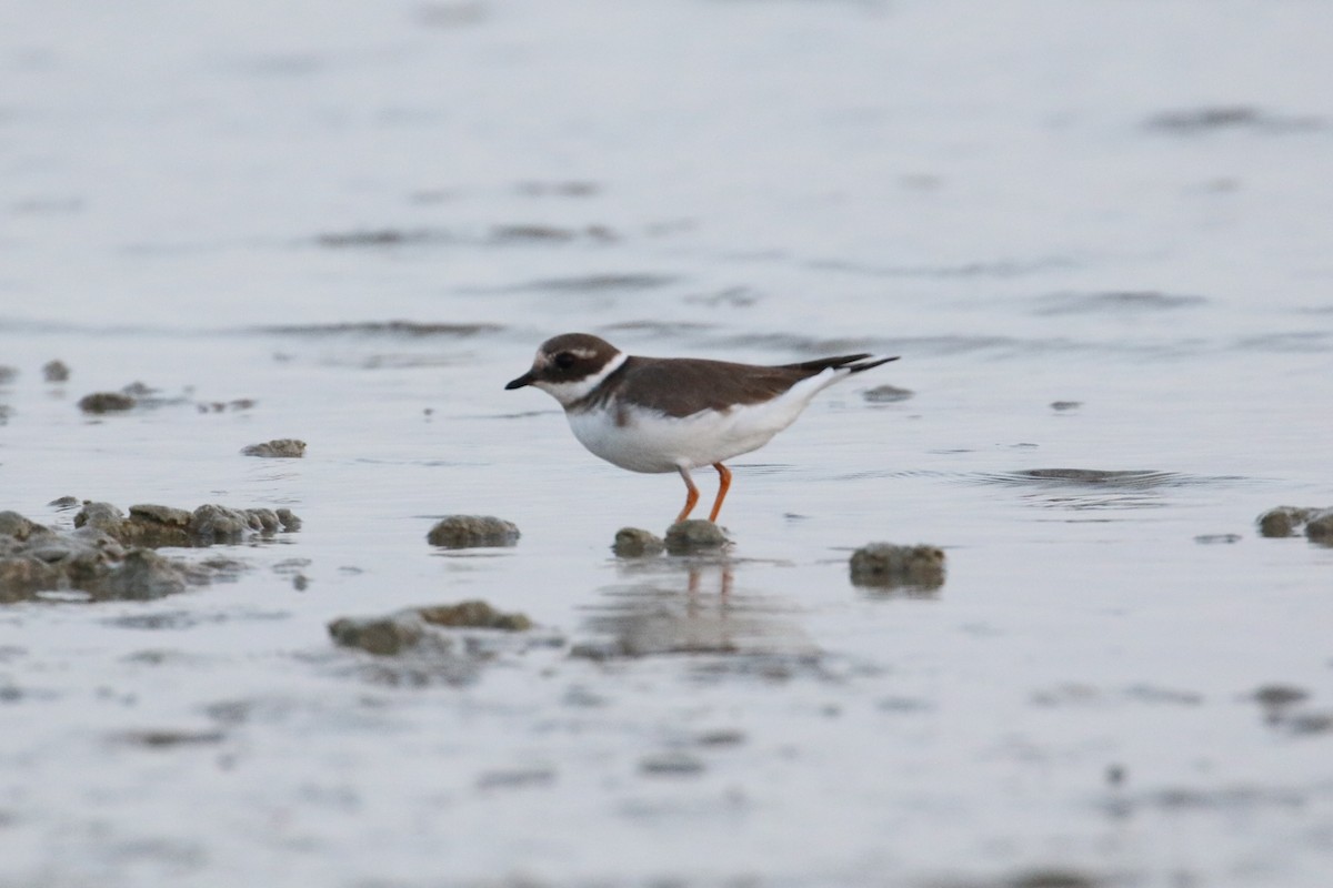 Common Ringed Plover - ML121964331