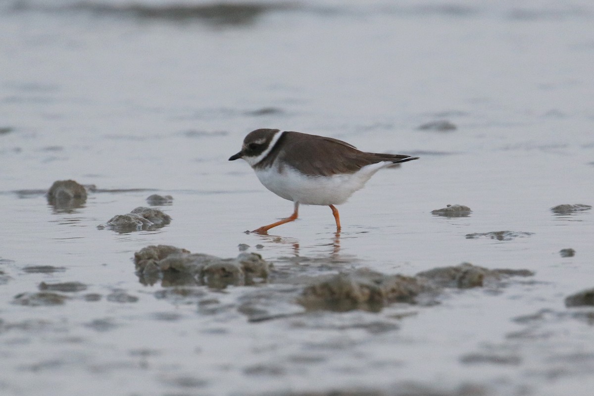 Common Ringed Plover - ML121964351
