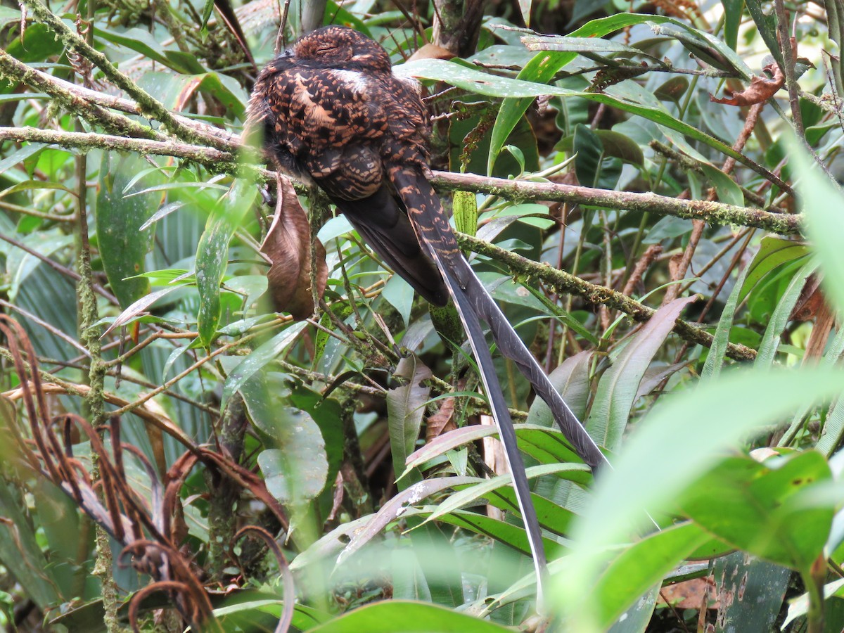 Swallow-tailed Nightjar - Colin Dillingham