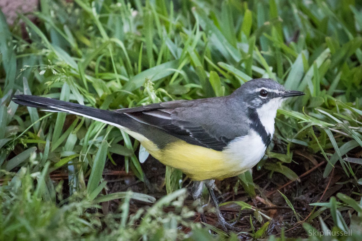 Madagascar Wagtail - Skip Russell