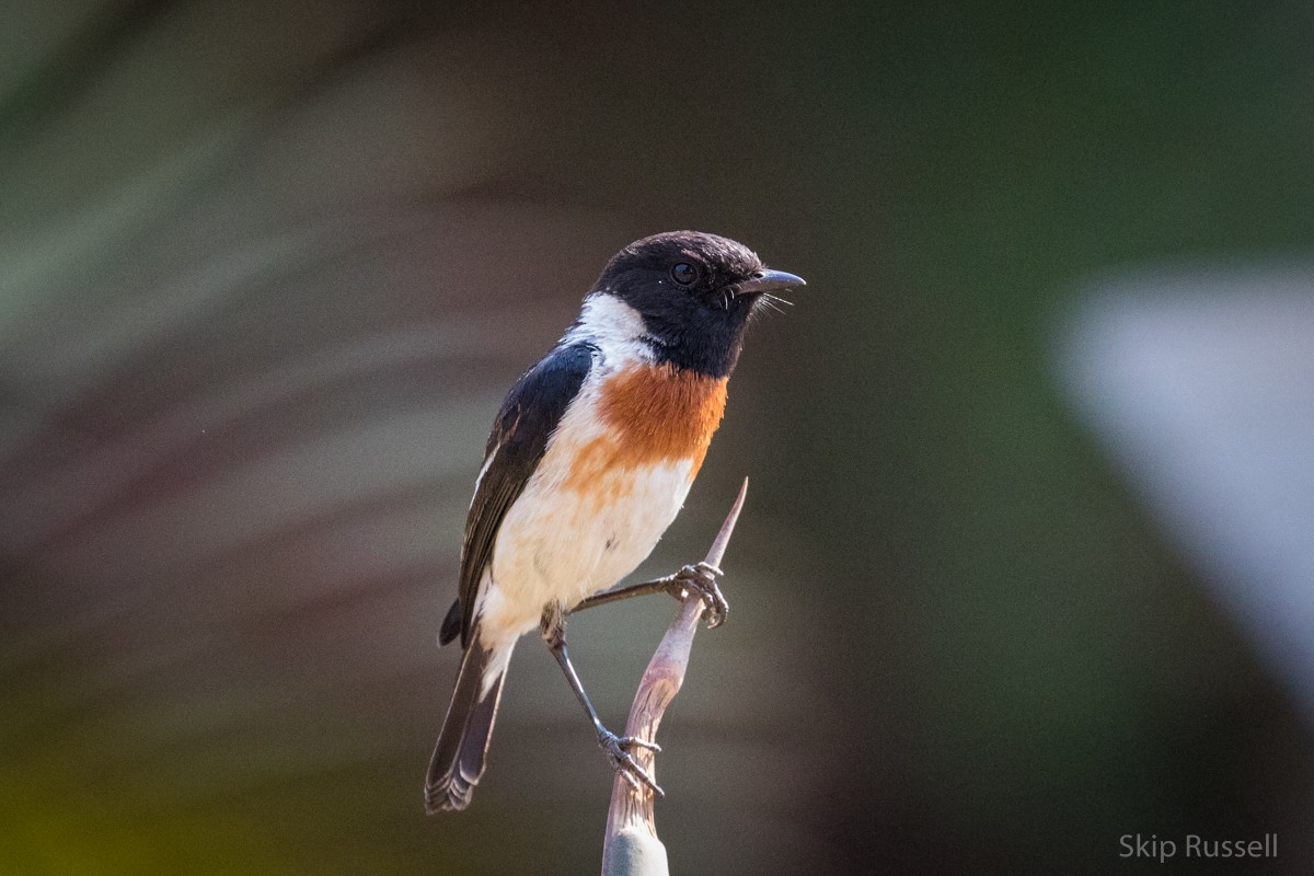 African Stonechat (Madagascar) - Skip Russell