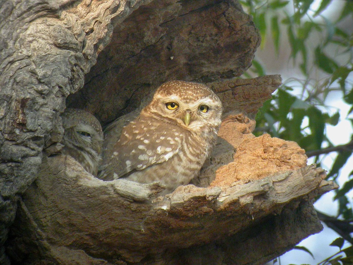 Spotted Owlet - ML121971901