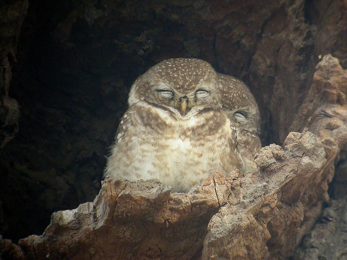 Spotted Owlet - Michael Dvorak