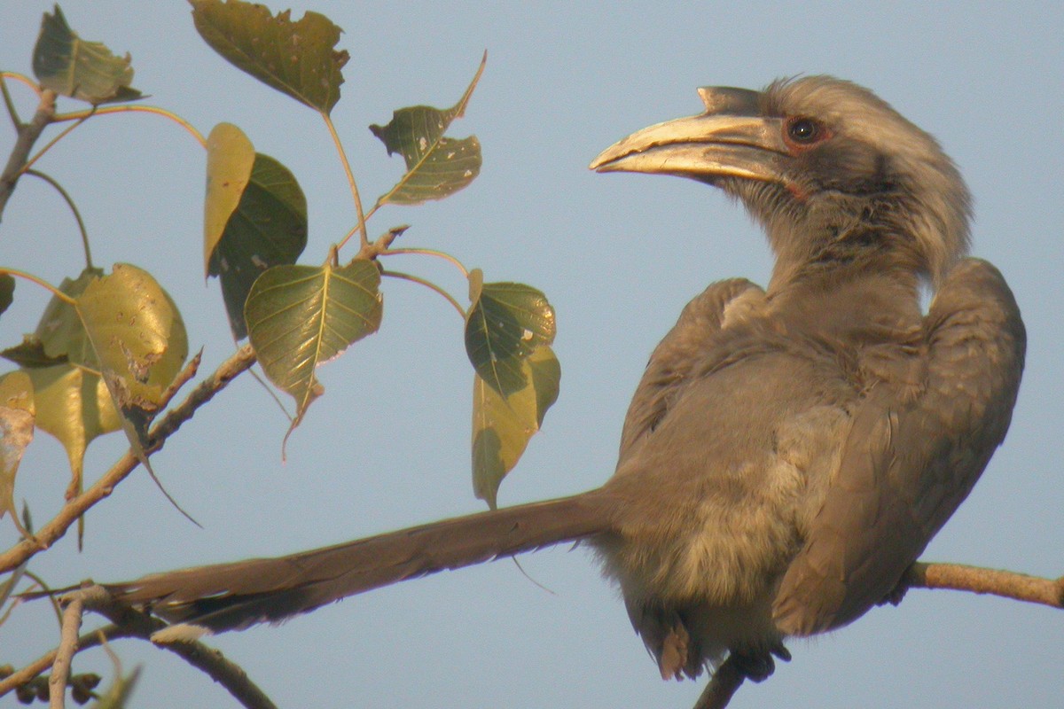 Indian Gray Hornbill - ML121972821