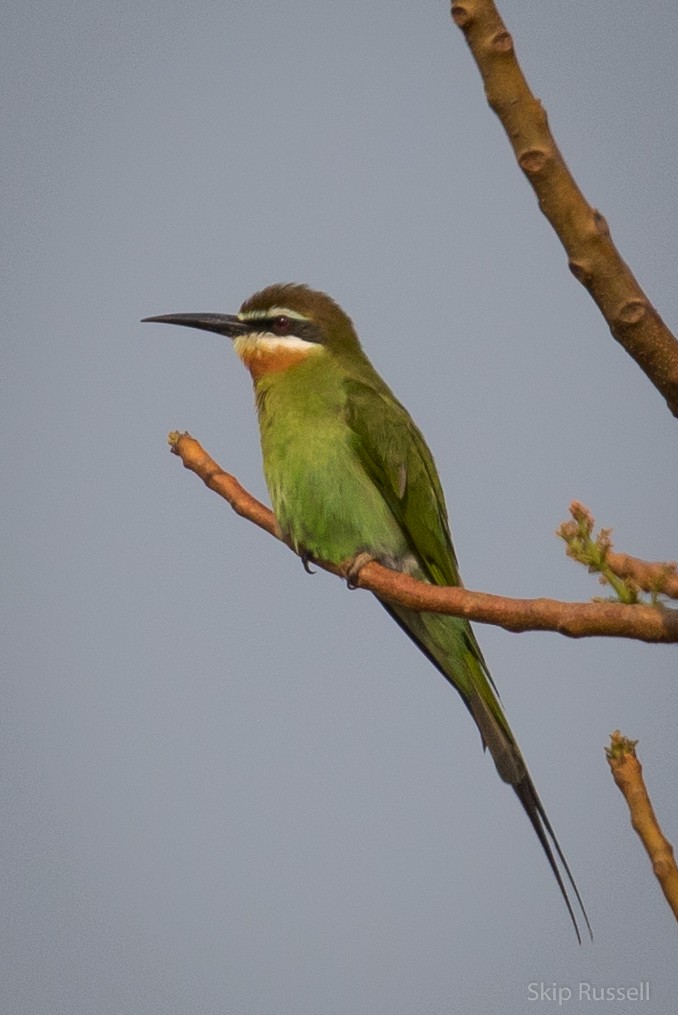 Madagascar Bee-eater - Skip Russell