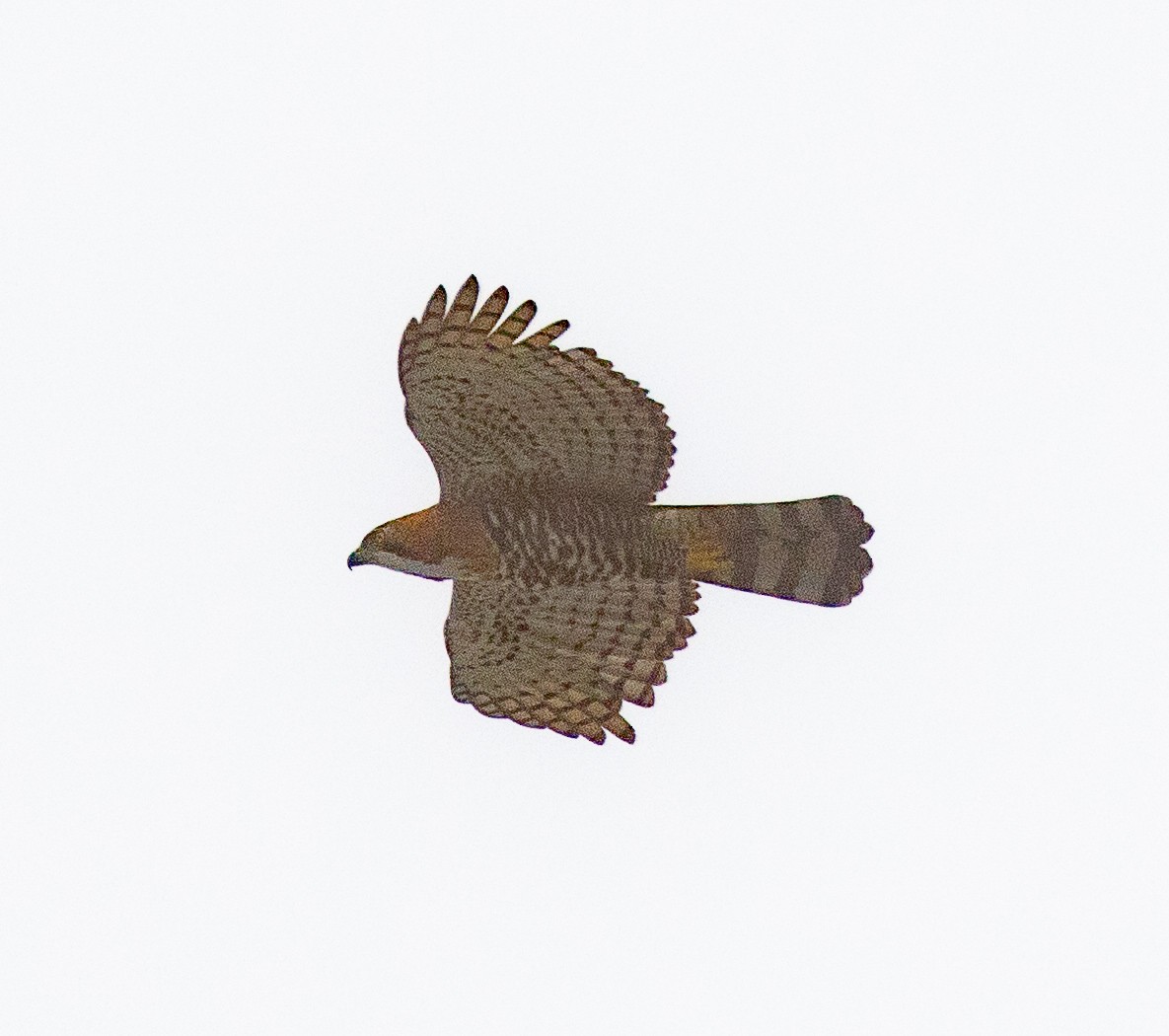 Ornate Hawk-Eagle - ML121974601