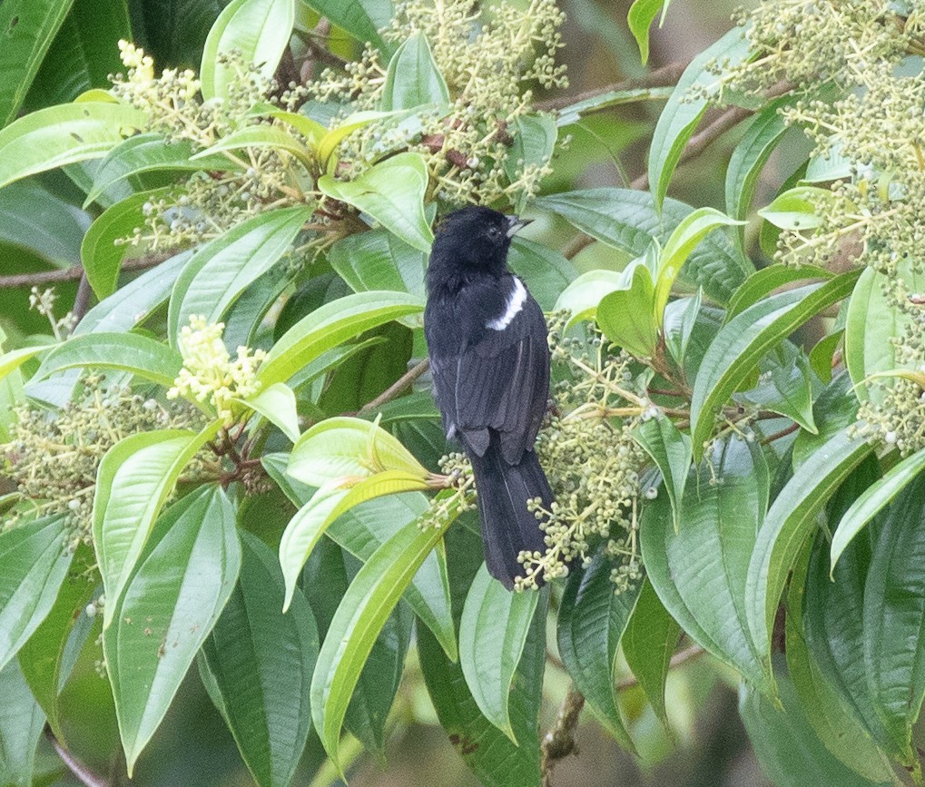 White-shouldered Tanager - ML121975441
