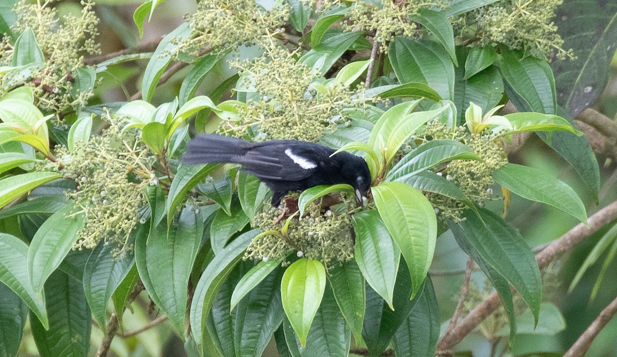 White-shouldered Tanager - Jeff Tingle