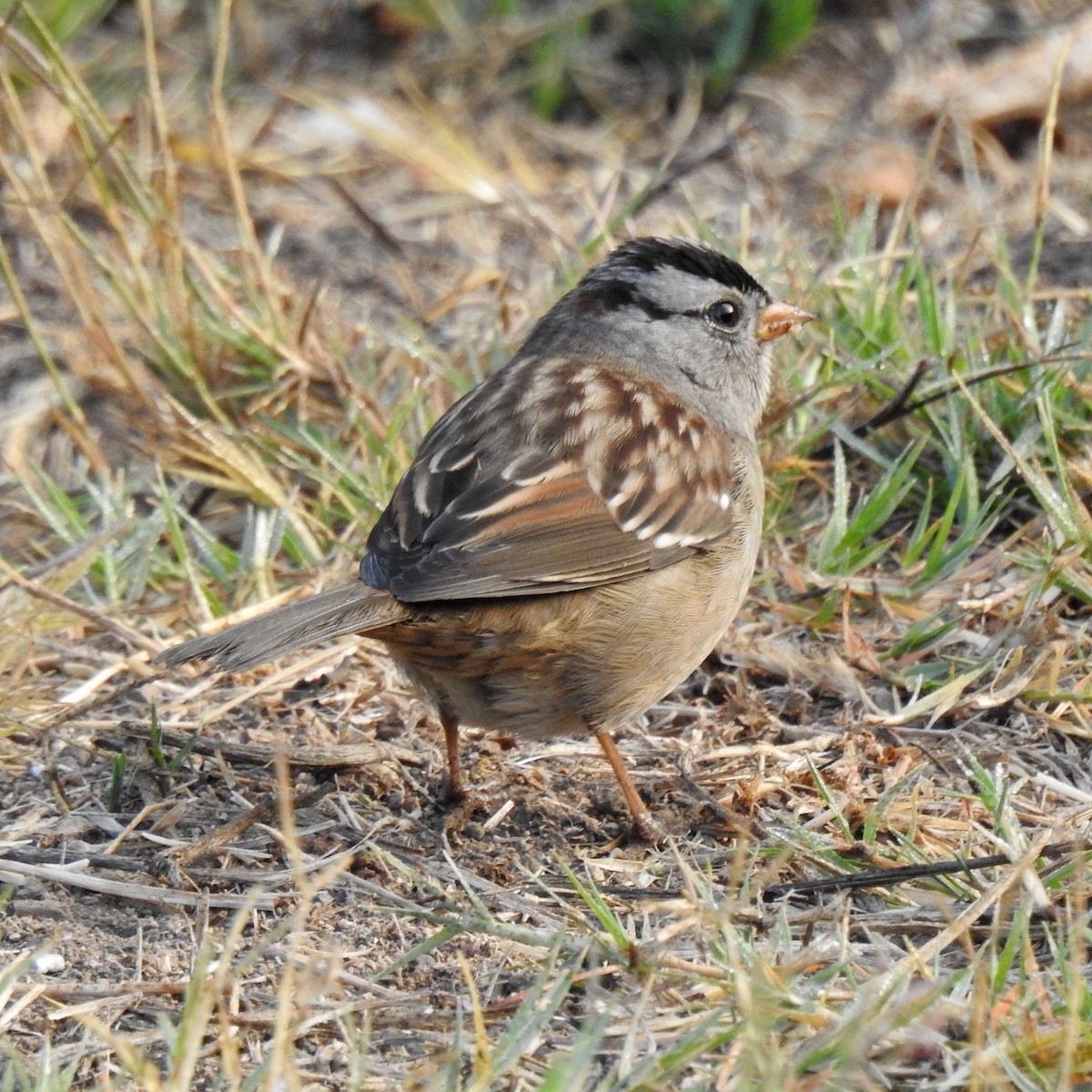 White-crowned Sparrow - Charlotte Morris