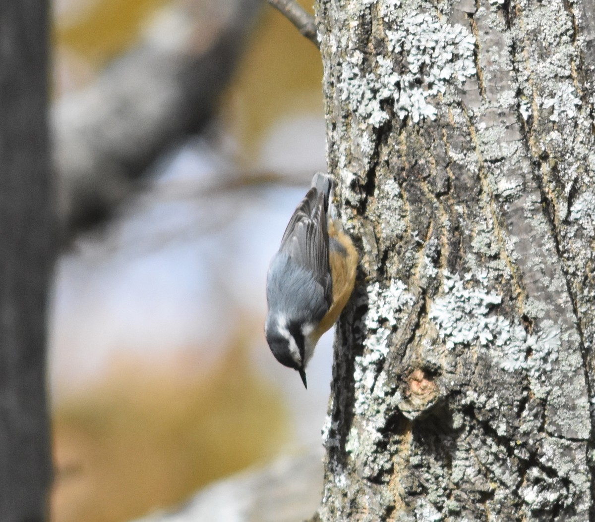 Red-breasted Nuthatch - Kyle Arvin