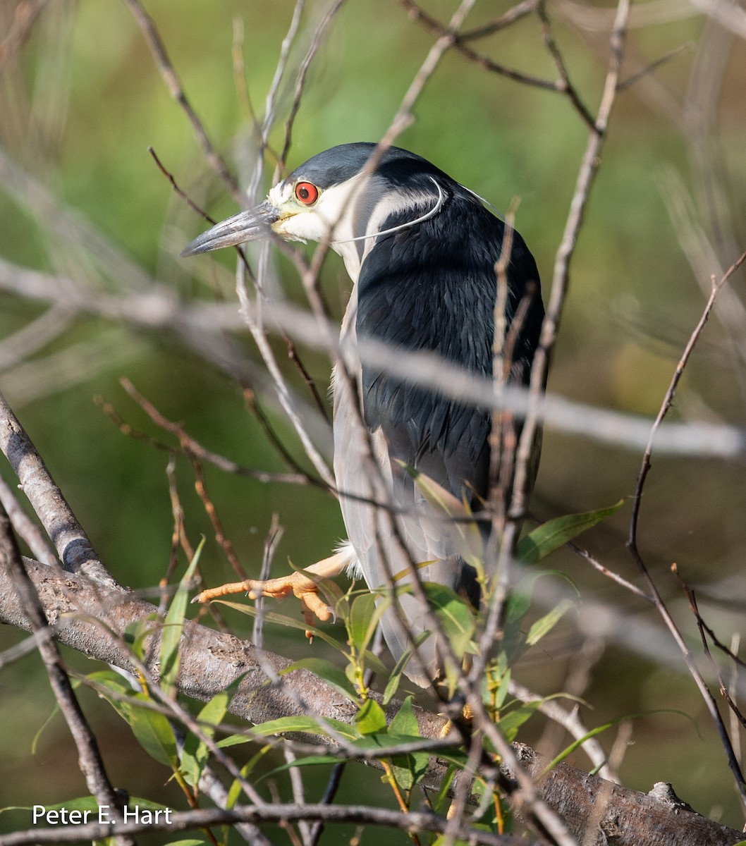 Black-crowned Night Heron - Peter Hart