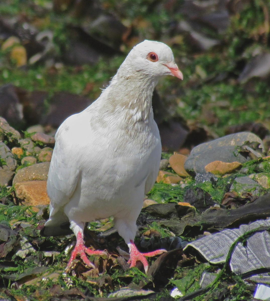 Rock Pigeon (Feral Pigeon) - Hugo Hulsberg