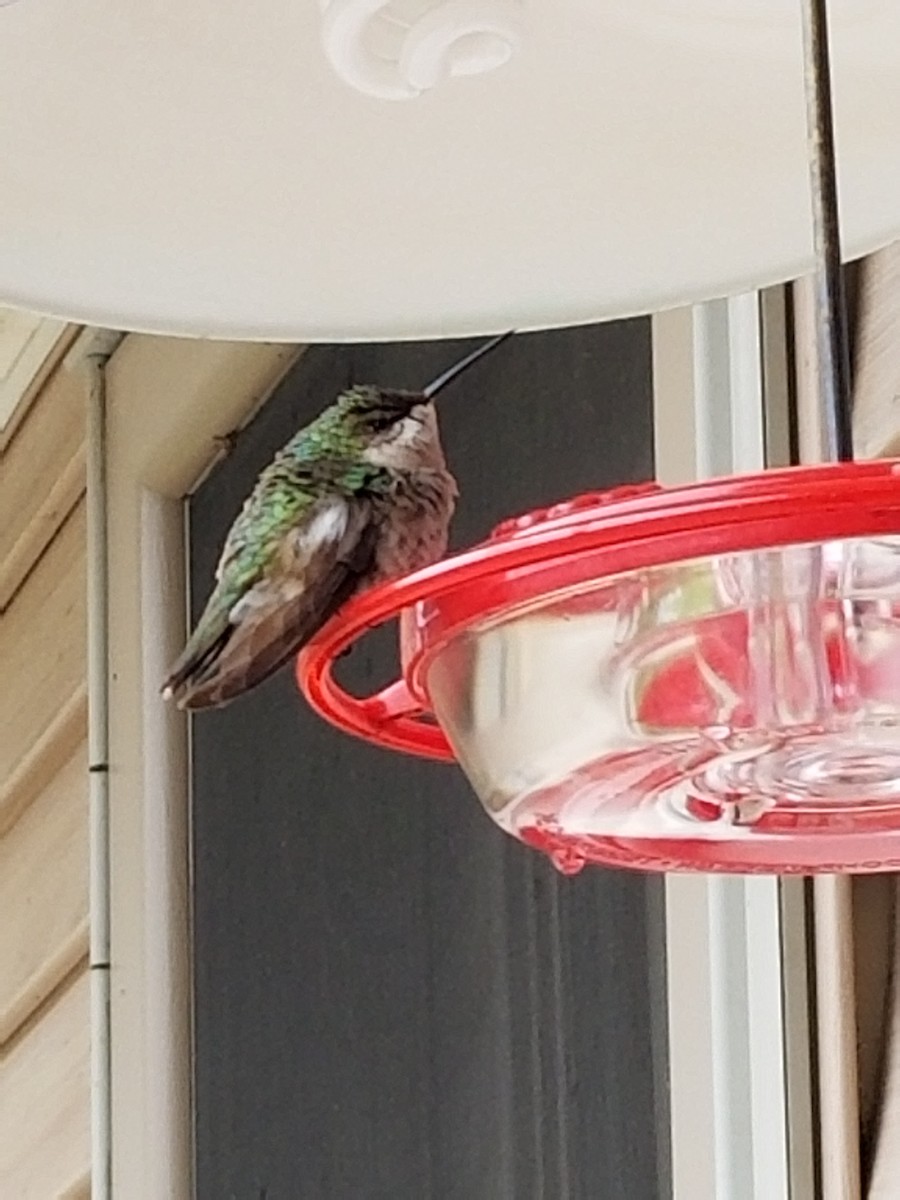 Ruby-throated Hummingbird - ML121991461