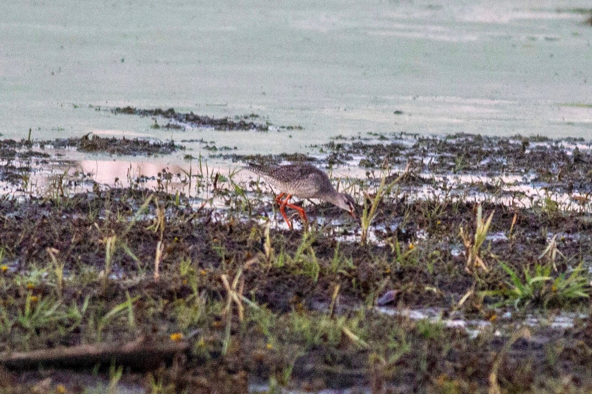 Spotted Redshank - ML121991651
