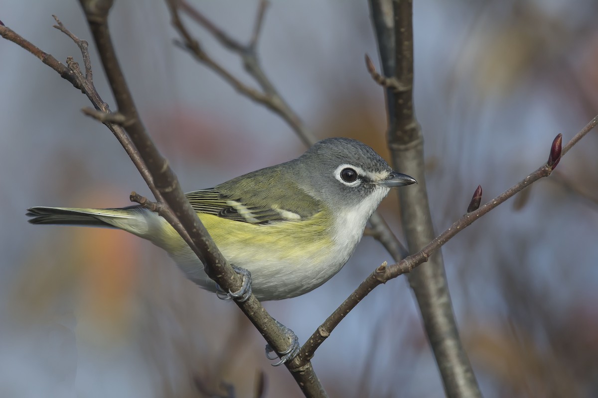 Blue-headed Vireo - Ronnie d'Entremont