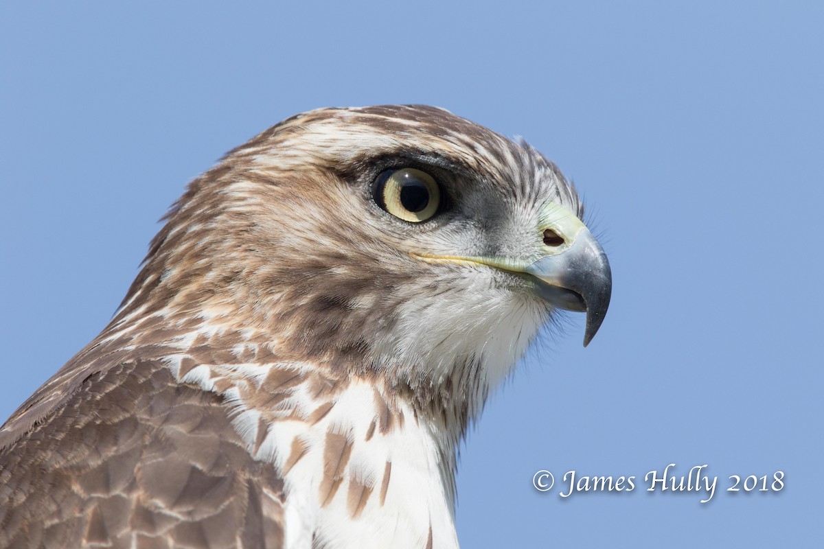 Red-tailed Hawk - Jim Hully