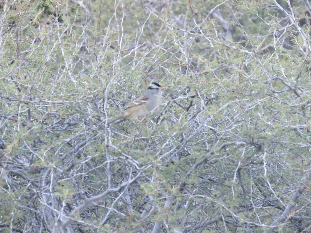 White-crowned Sparrow - ML121996411