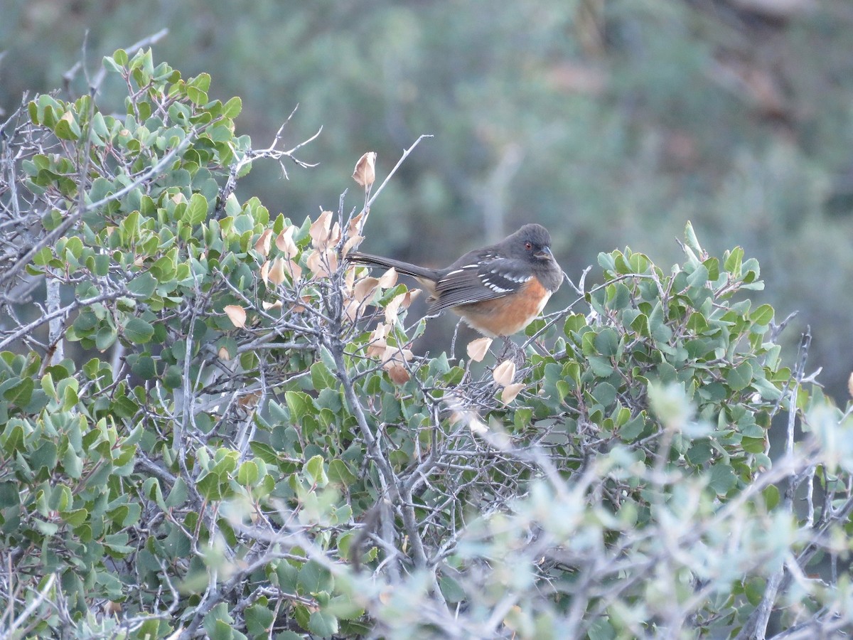 Spotted Towhee - ML121996521