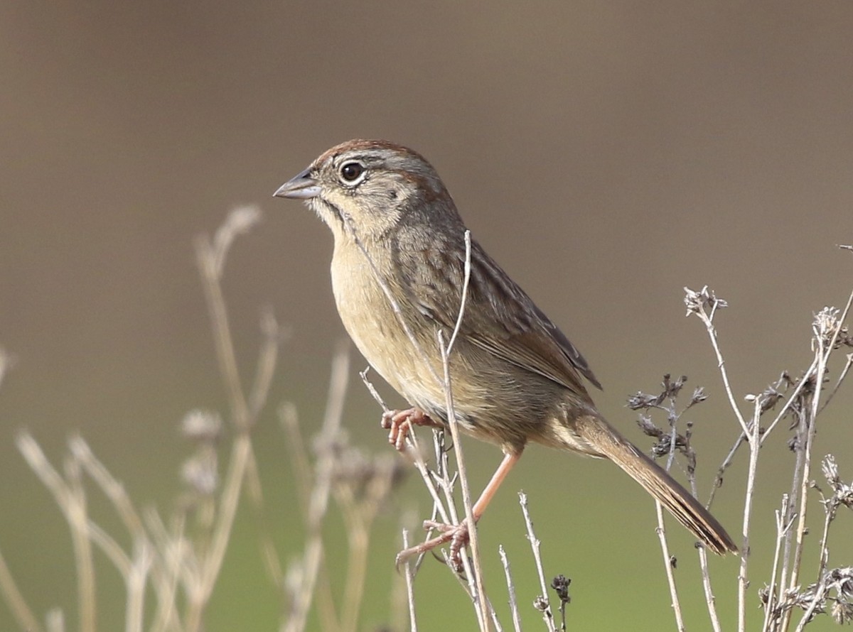 Rufous-crowned Sparrow - Trish Gussler