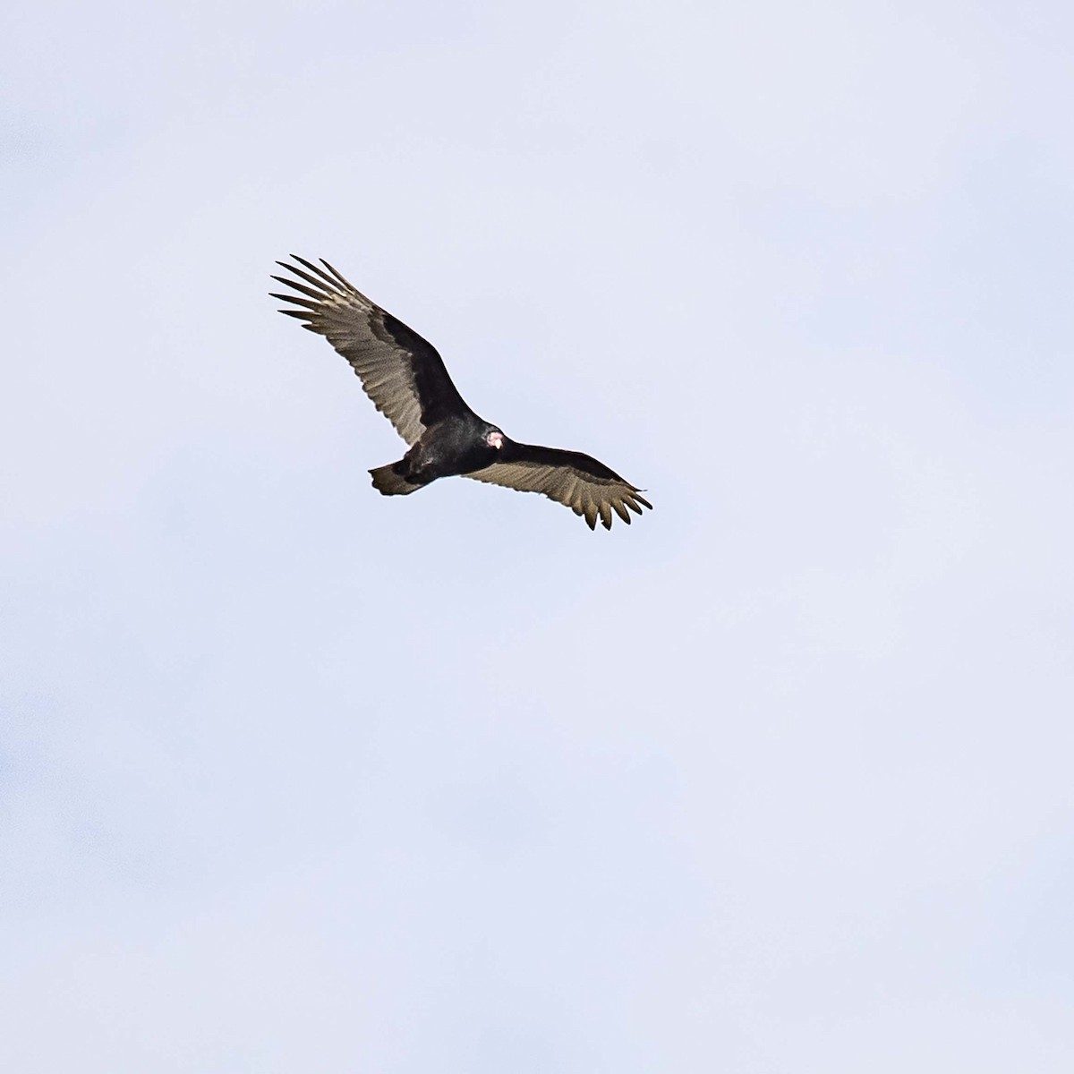 Turkey Vulture - ML121999901