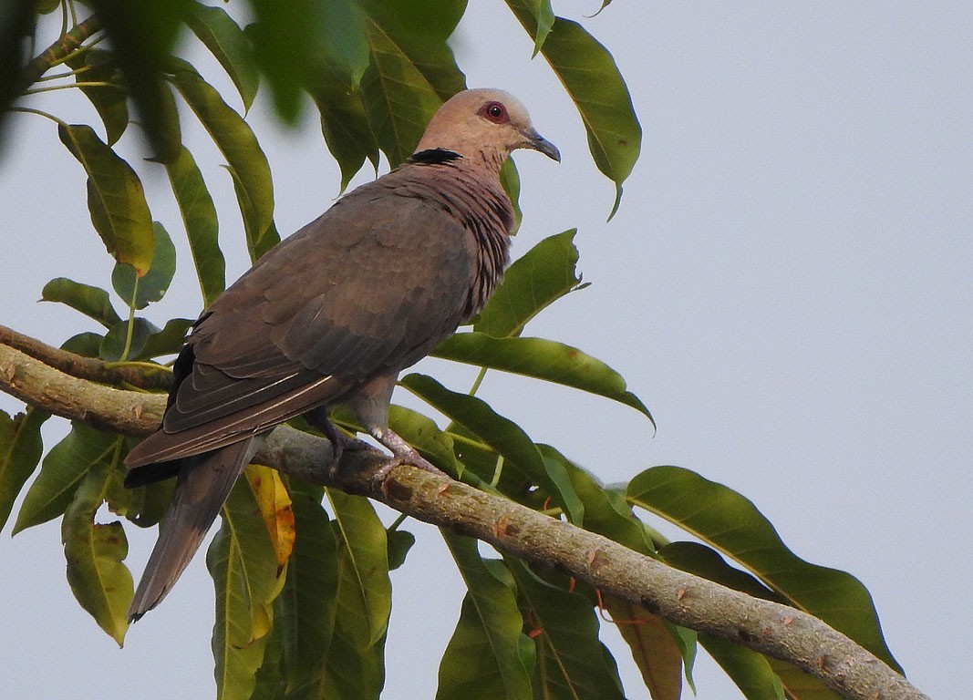 Red-eyed Dove - Ad Konings